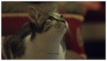十七的猫-放屁花子