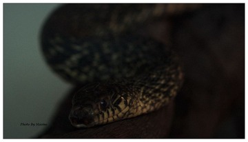 snake