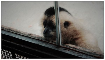 monkey again