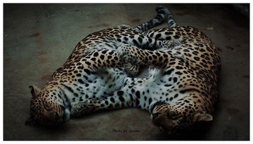 Leopard