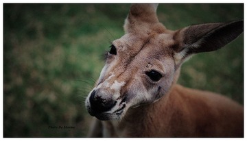 kangaroo