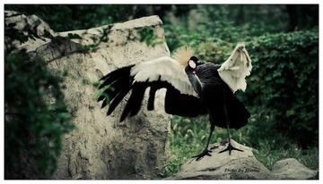 crane