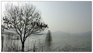 tree in the water