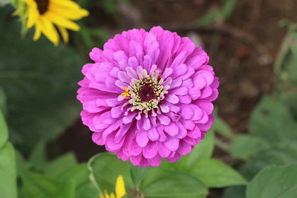 百日菊向阳开向阳而生