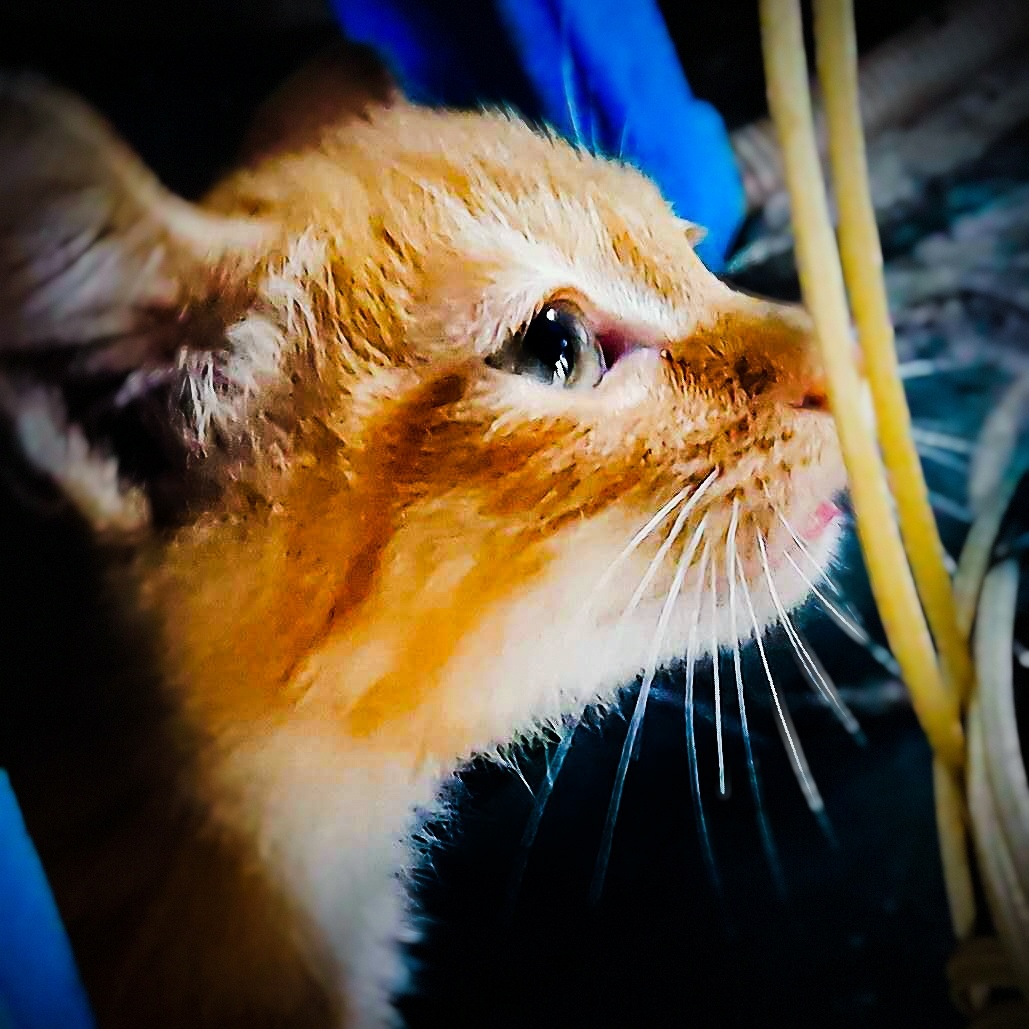 梦中情猫, - 我期望目光所及皆为美 - 图虫