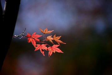 11404