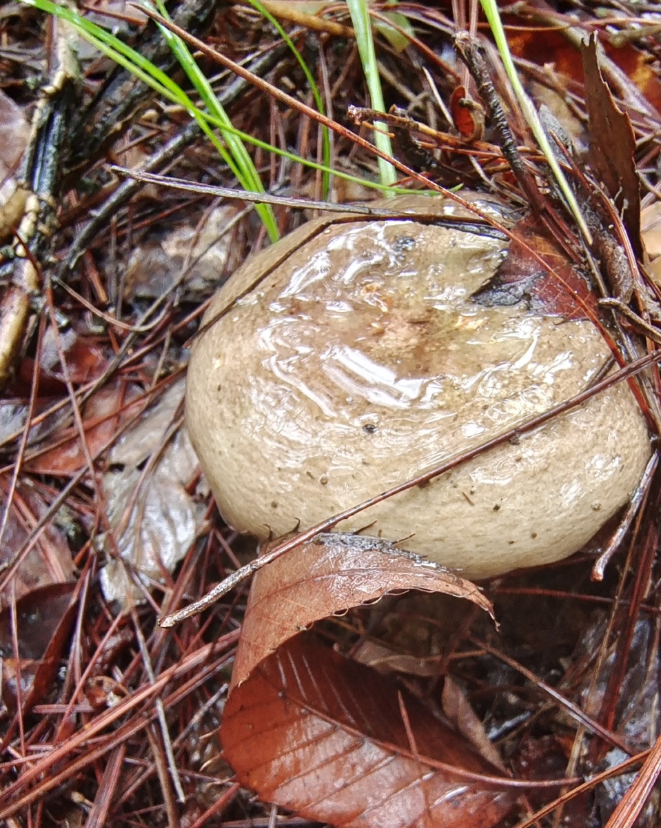 可食用菌 - 染指悲凉609 - 图虫