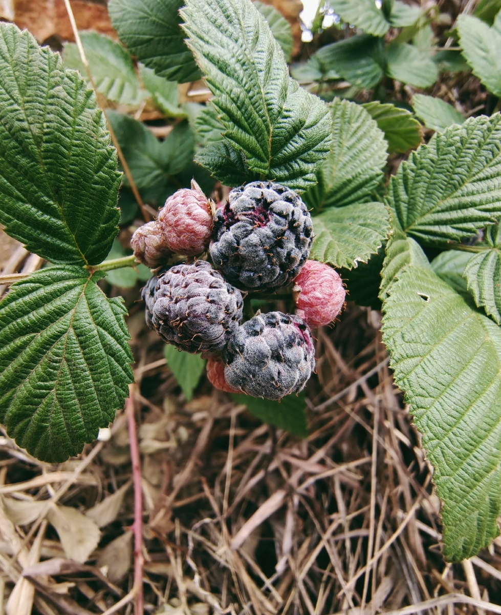 插田泡儿时的回忆有人吃过吗