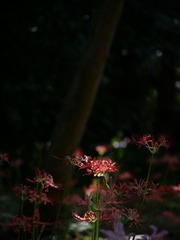 3B15D710-722E-4799-8E05-4D93F31DA863/L0/001