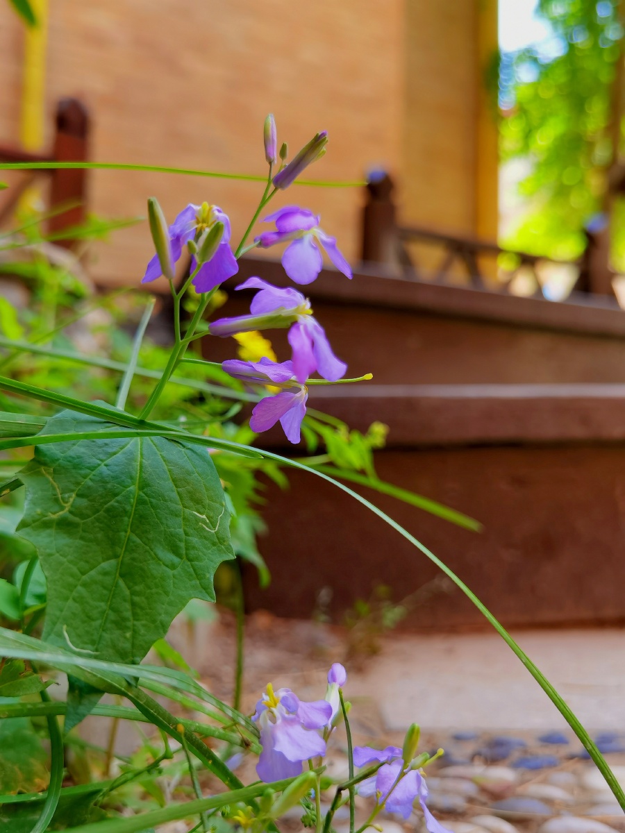 5月花开蒲公英六叶树花开了还有一株红叶挣艳