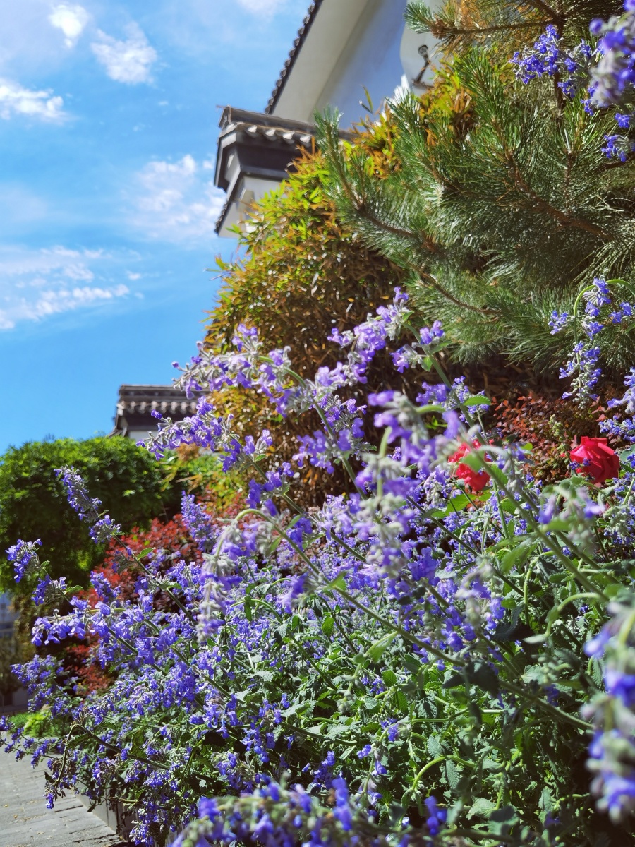 5月花开蒲公英六叶树花开了还有一株红叶挣艳