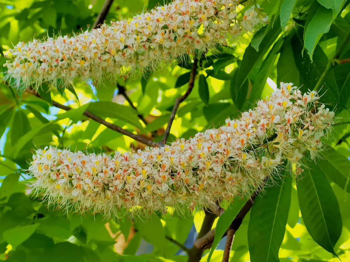 5月花开蒲公英六叶树花开了还有一株红叶挣艳