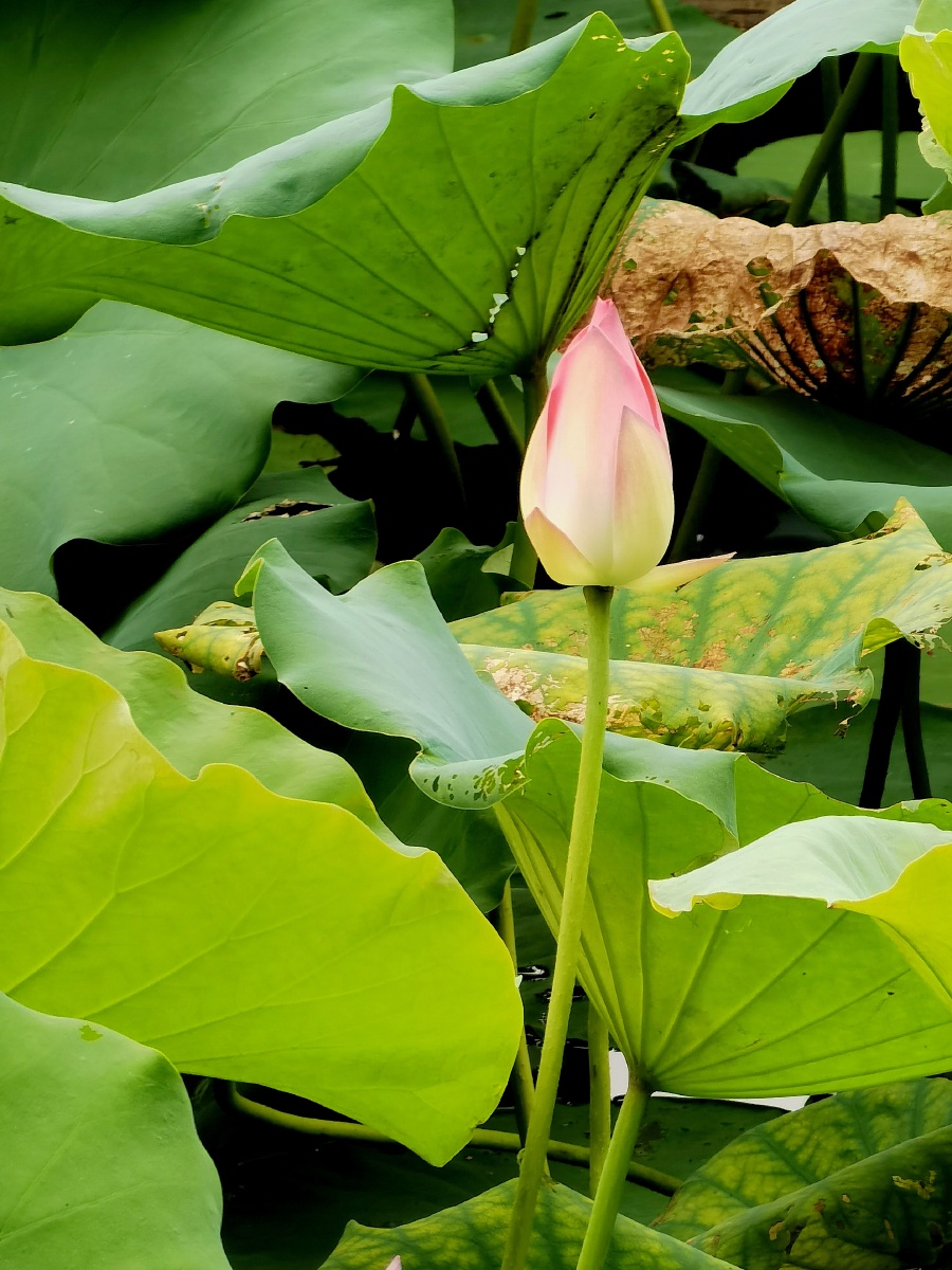 初夏到来荷花准备好开放啦小荷才露尖尖角早有蜻蜓立上头