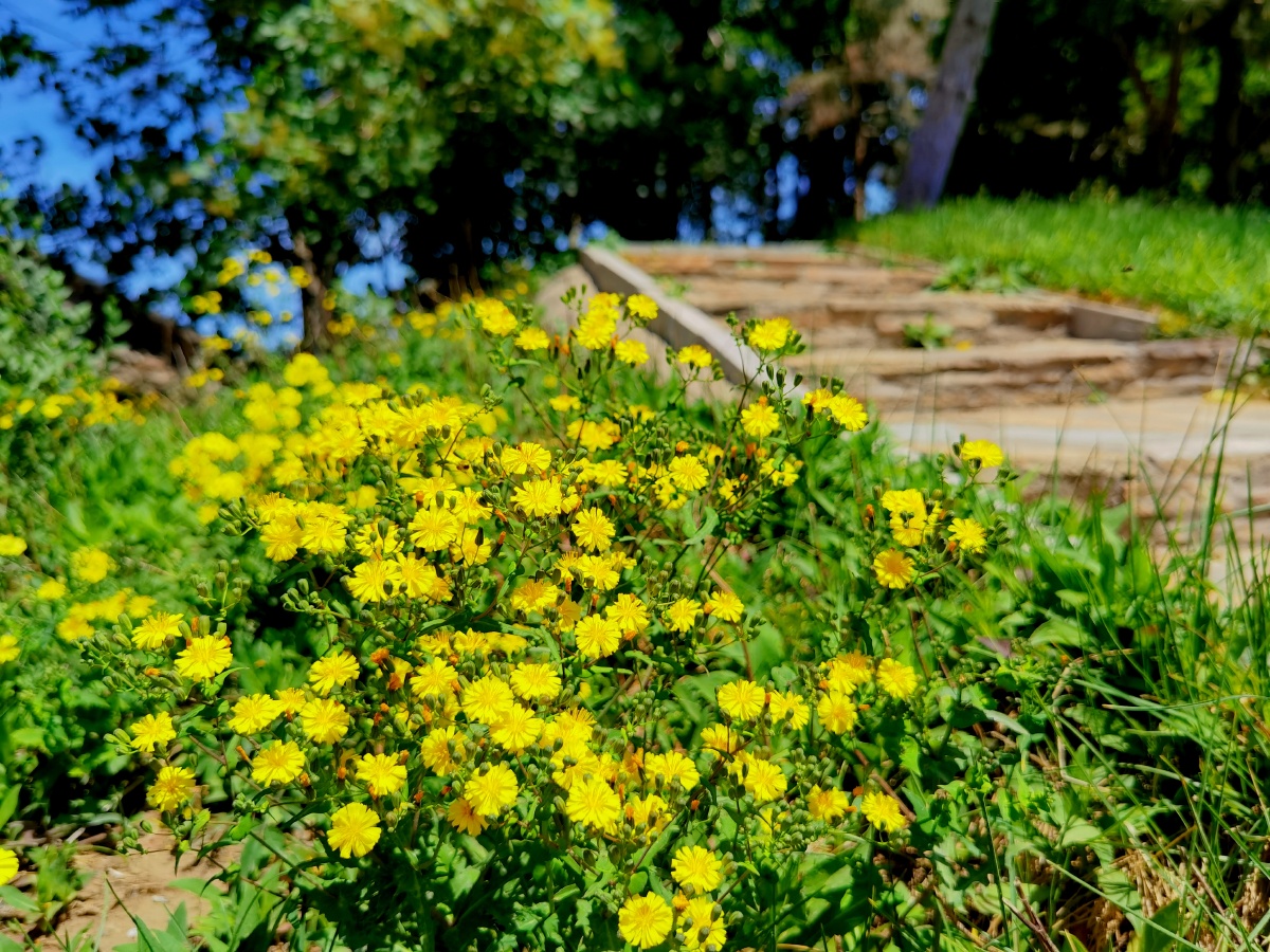 5月花开蒲公英六叶树花开了还有一株红叶挣艳