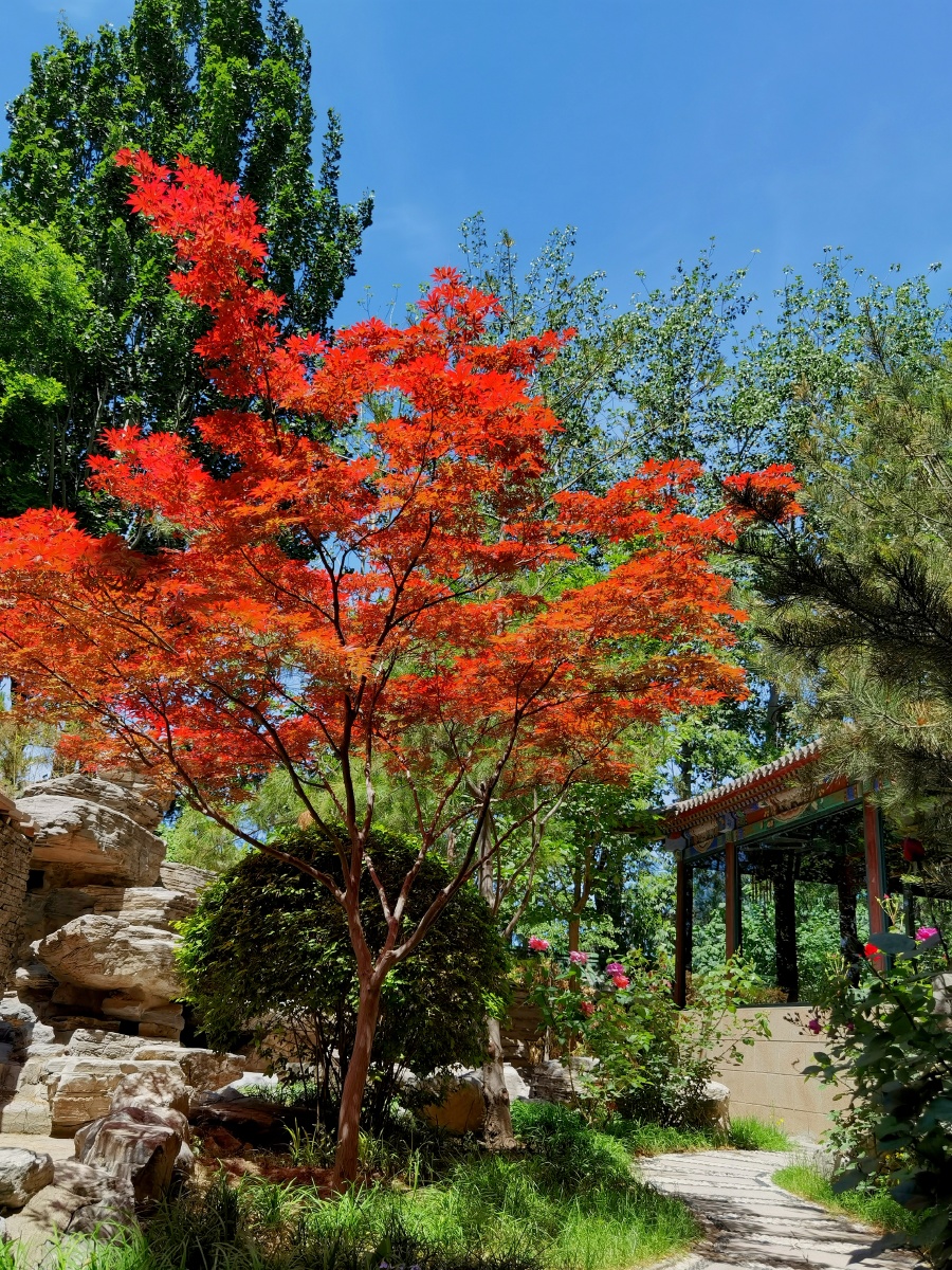 5月花开蒲公英六叶树花开了还有一株红叶挣艳