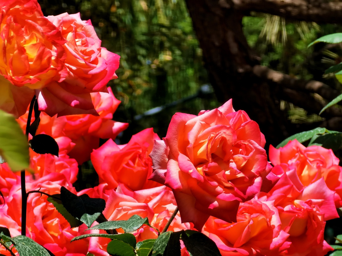 5月北京市花月季花绽开玫瑰与月季