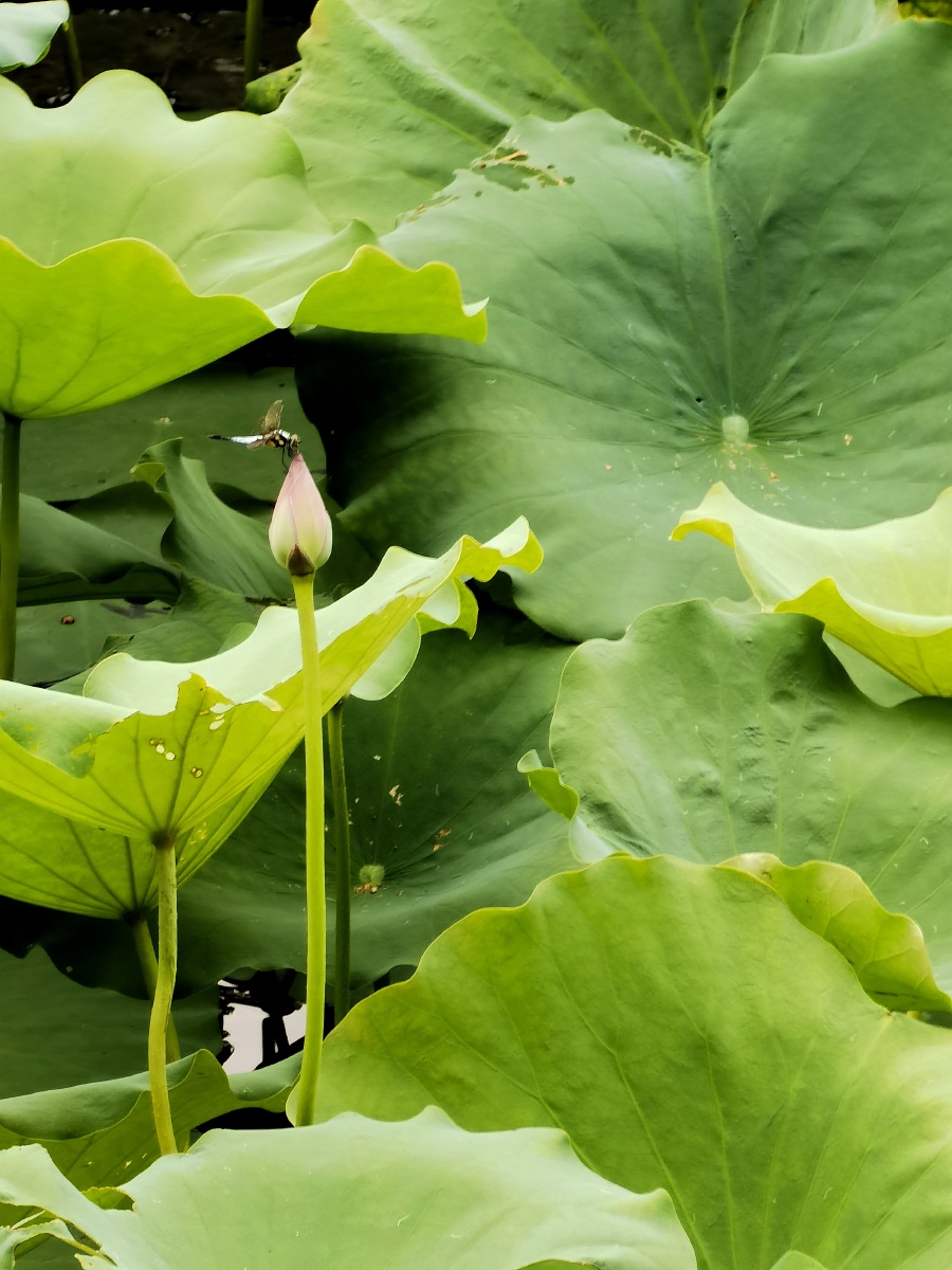 初夏到来荷花准备好开放啦小荷才露尖尖角早有蜻蜓立上头
