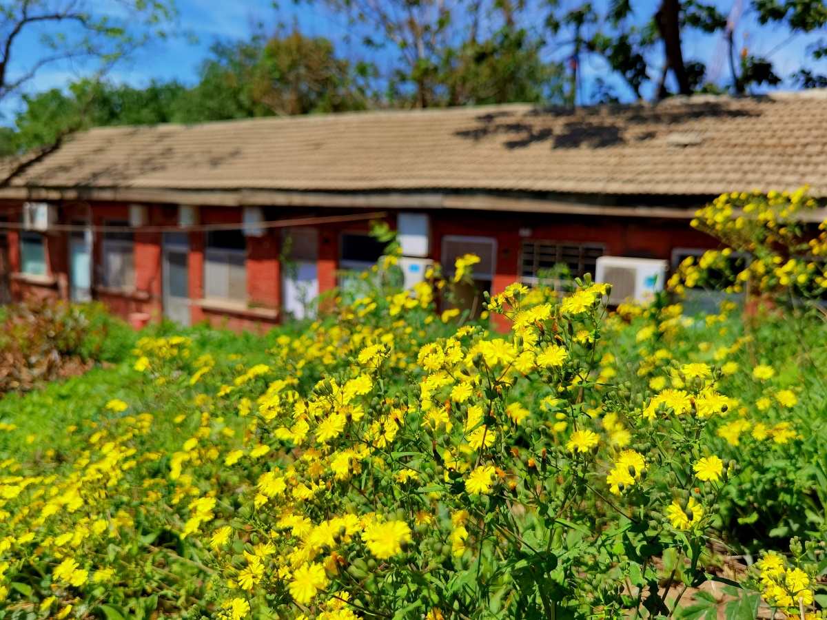 5月花开蒲公英六叶树花开了还有一株红叶挣艳