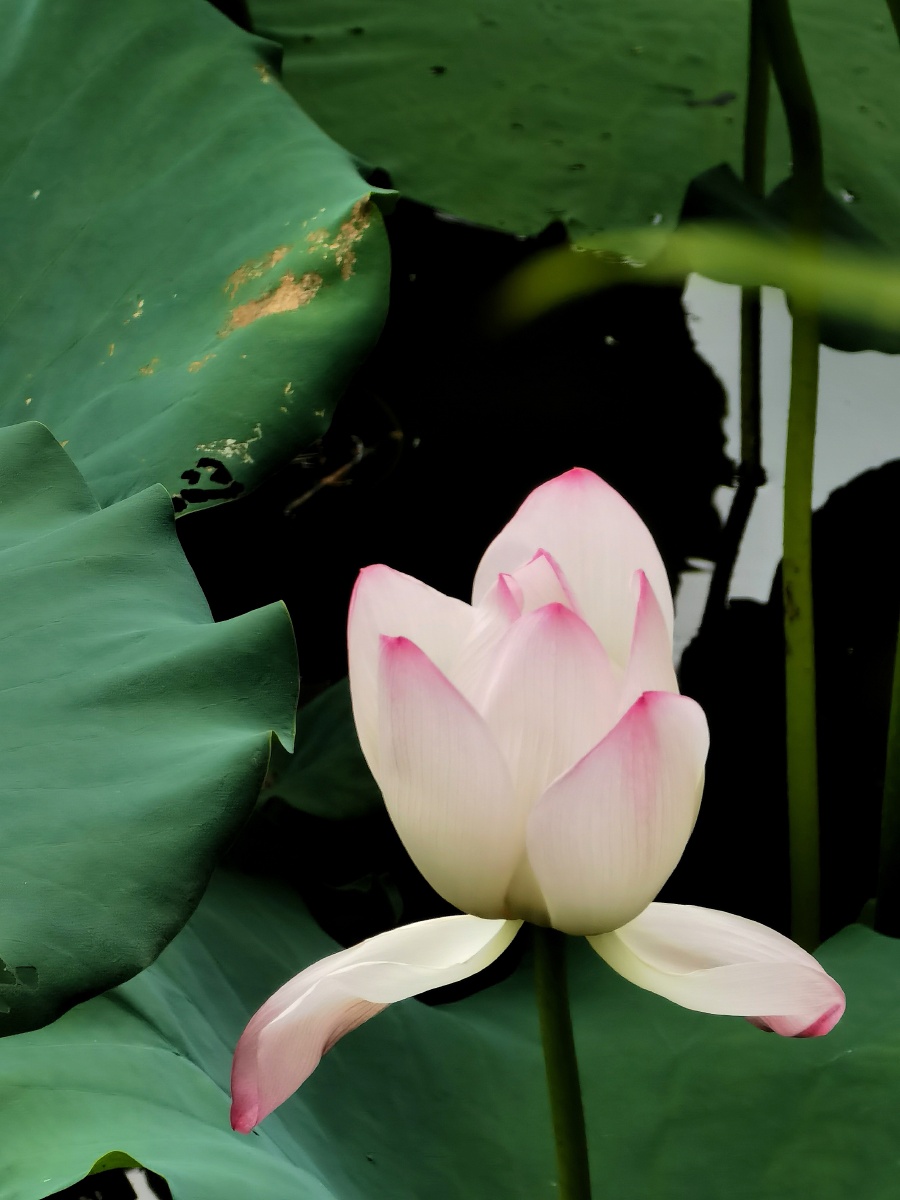 初夏到来荷花准备好开放啦小荷才露尖尖角早有蜻蜓立上头