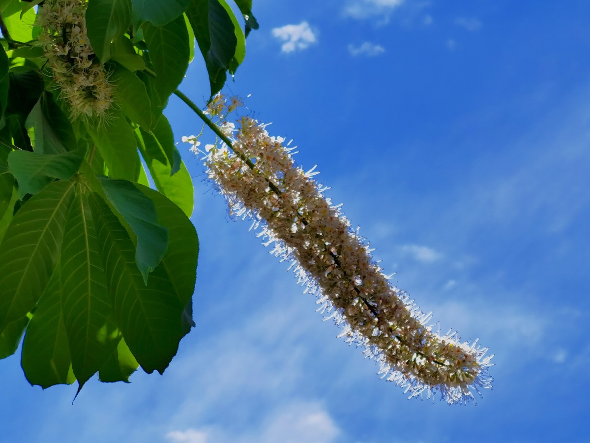 5月花开蒲公英六叶树花开了还有一株红叶挣艳