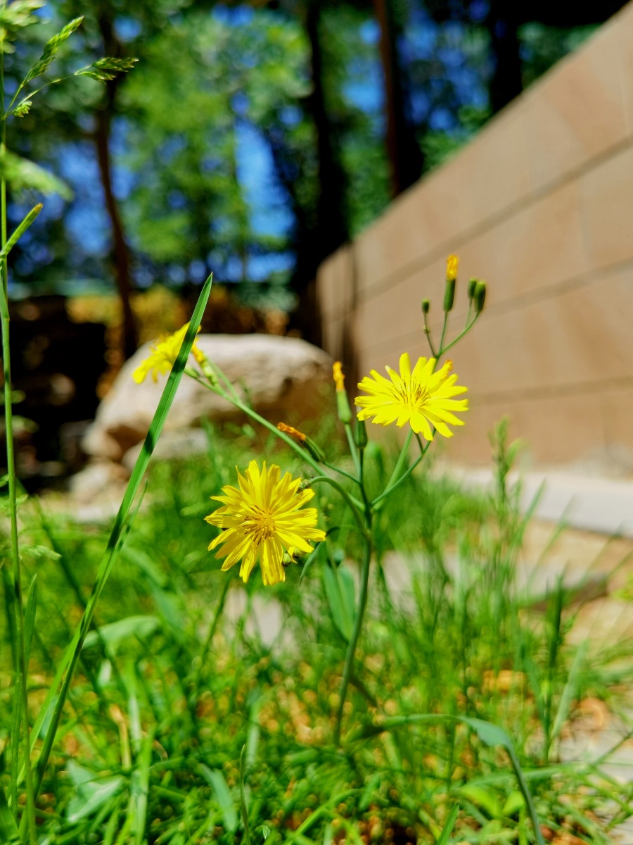 5月花开蒲公英六叶树花开了还有一株红叶挣艳