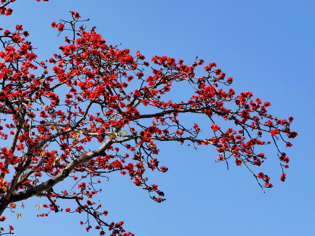 广州市市花开了英雄花木棉花红棉花红棉树木棉树攀枝花