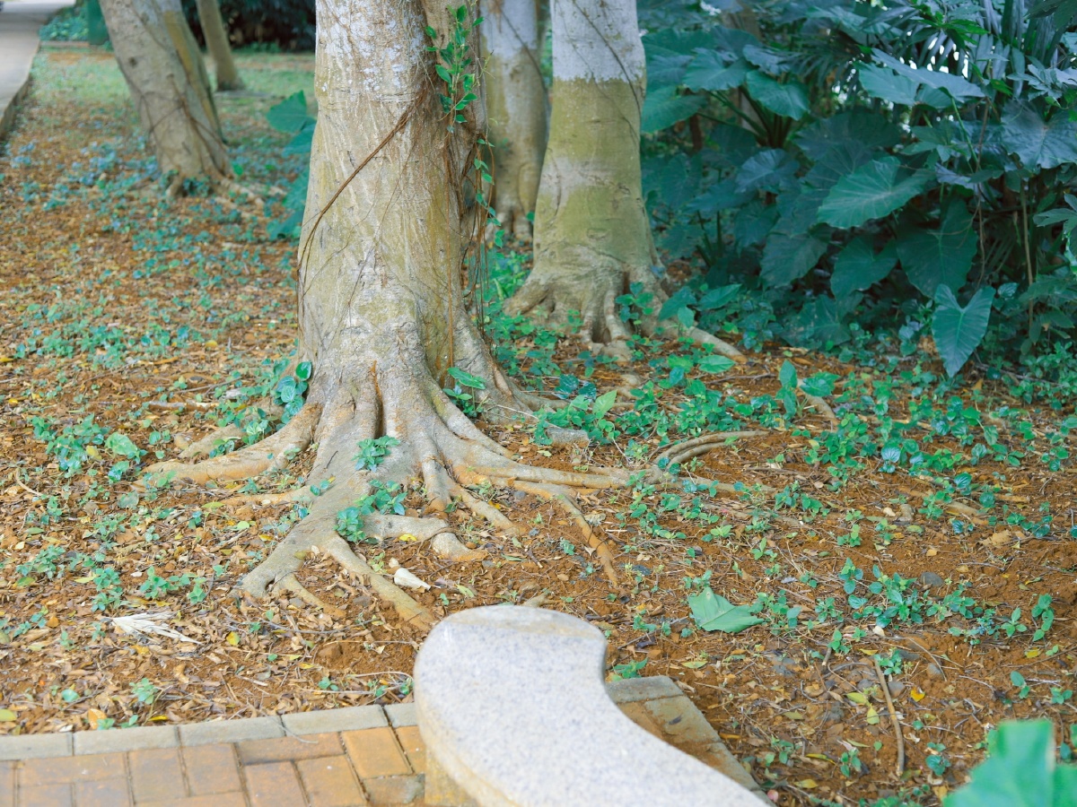 两棵树木与石凳相映成趣.