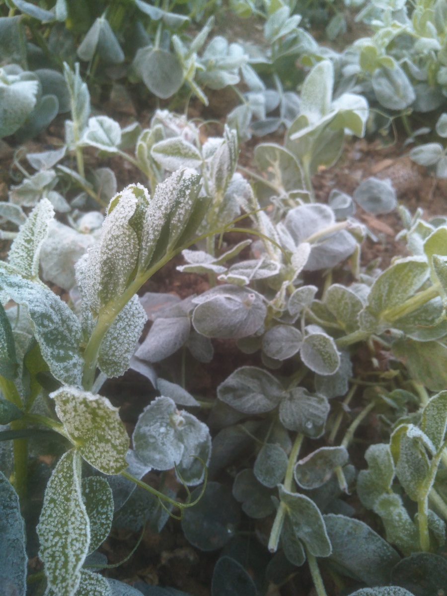 早上起来顺手拍的霜