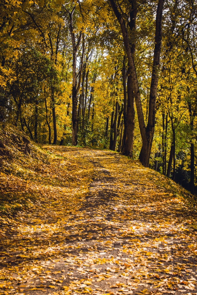 清晨的林间小道蒙蒙的薄雾让人心旷神怡