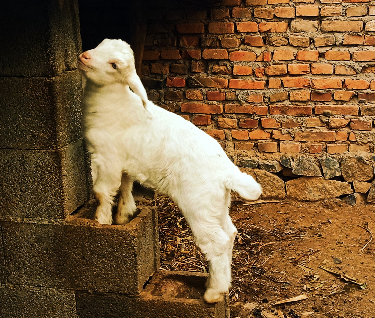 羊是奶奶家最多的小动物 这只老羊是最稳重的那个不抢草不乱吃路边的