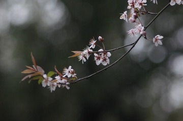 F24BC7C8-D3F5-460F-B5B5-4FC4679D1FA4/L0/001