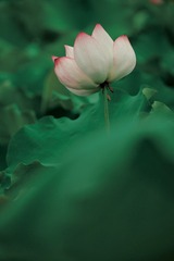97623FAD-E775-4EA9-8671-E9D0D3D0979E/L0/001