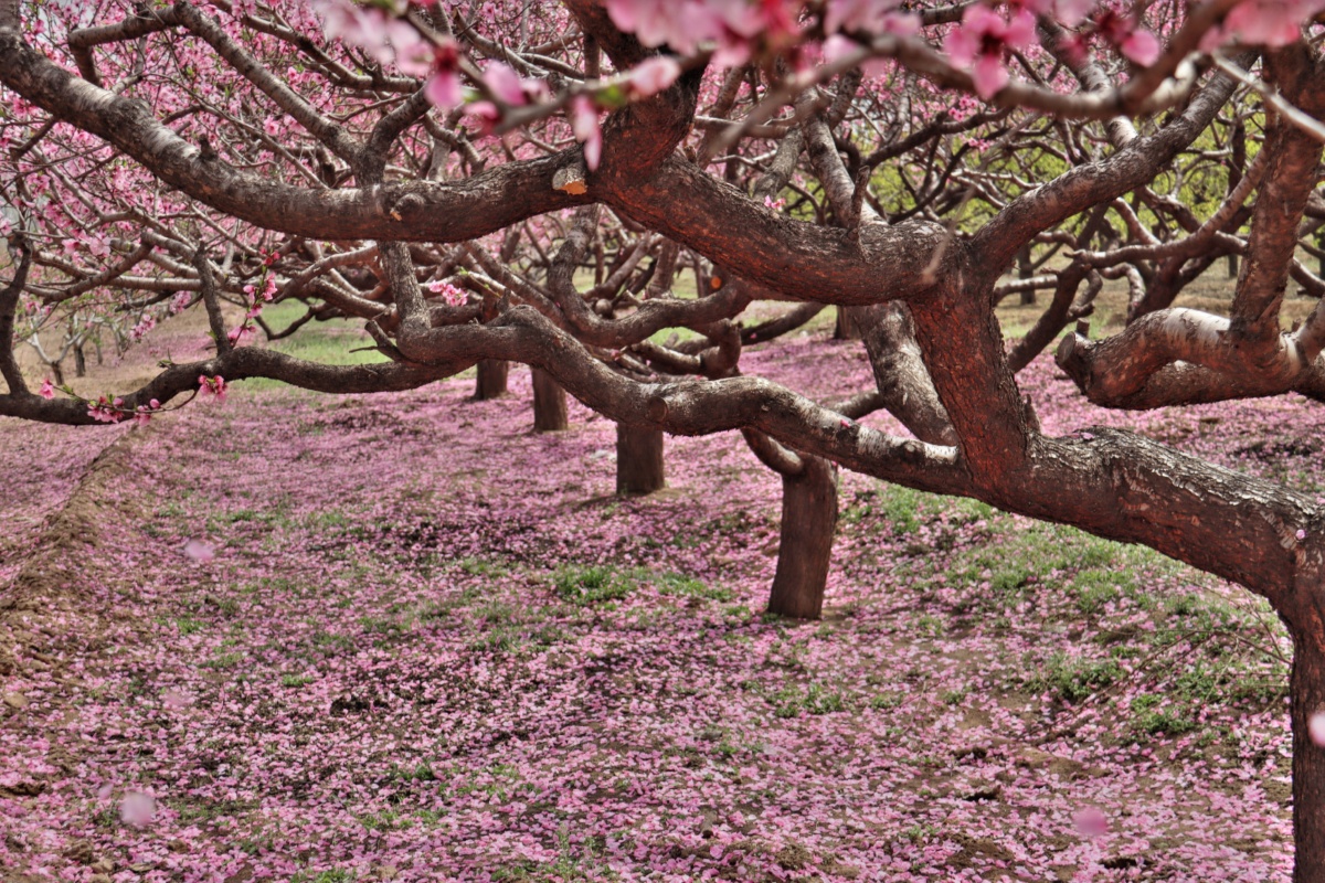 桃花满地殇人间四月芳菲尽落花满地殇