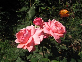 40C8B1B1-C6C1-44AD-B8DF-AC8E180663A3/L0/001