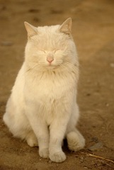 傍晚晒太阳的小猫