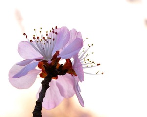 粉