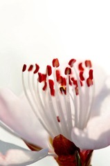花的舞蹈