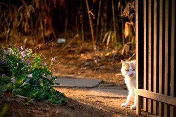 猫文纪实——小猫叫八戒（1）