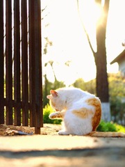 猫文纪实——小猫叫八戒（2）