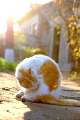 猫文纪实——小猫叫八戒（3）