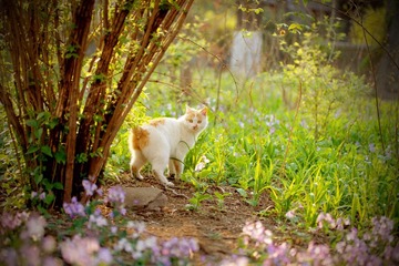 猫的肖像——八戒
