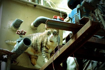猫的肖像