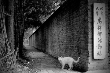 猫文纪实——阿品，你还不老……