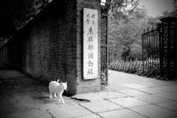 猫文纪实——阿品，你还不老