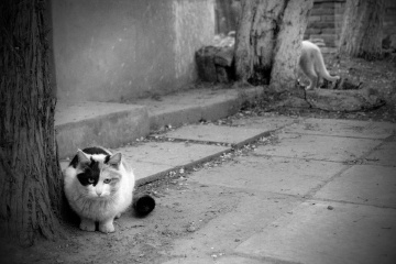 猫文纪实——猫理猫不理