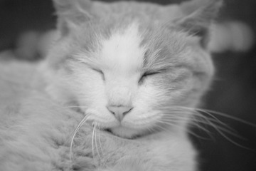 猫文纪实——楼猫阿困（7）