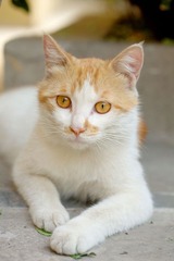 猫的肖像