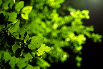 路灯下的破叶子……