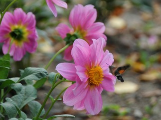 DSC_5479-01