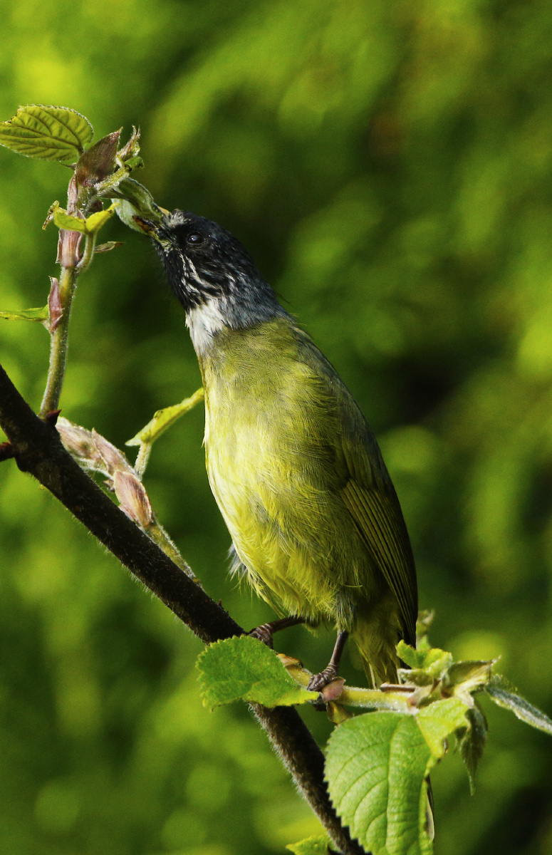 绿豆鸟 - 狼鹰领航 - 图虫